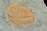 Hamatolenus Trilobite With Pos/Neg - Tinjdad, Morocco #130408-2